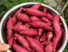2018衢江红薯品种很多，北方叫大地瓜