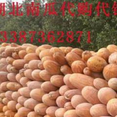 2018松滋金韩南瓜，20000亩基地直销