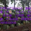 河南亚龙瓜果专业合作社张亚龙代办