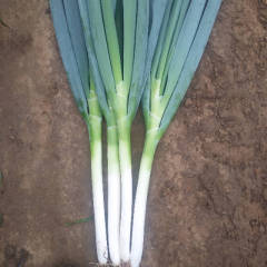普兰店大葱陆续上市，品种铁杆大葱