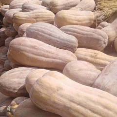宜城南瓜 2018年大量供应金韩密本南瓜