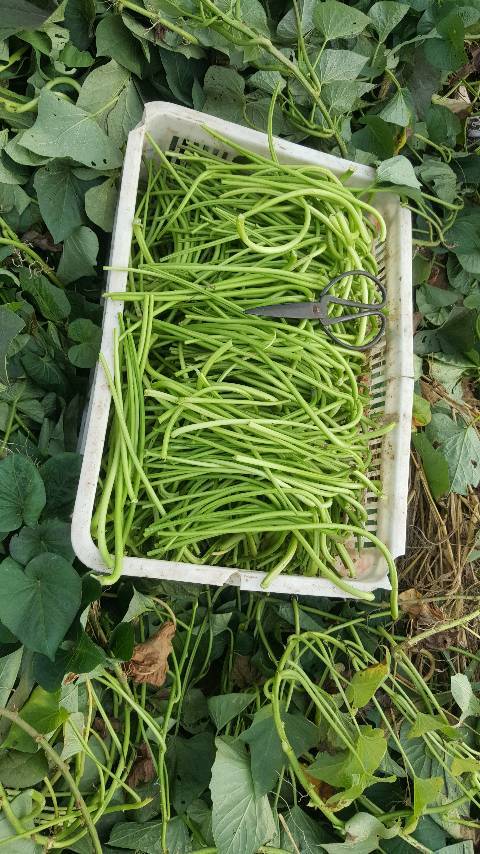 求购新鲜红薯梗(地瓜梗)_红薯价格行情_蔬菜商情网