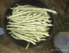 山西省大同市广灵县种植了上万亩优质架豆