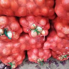 凌海50亩黄圆葱以采收完成等种下茬