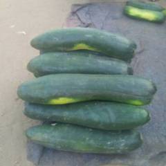 河北宁晋子弹头黑皮个头在十五斤以上，品质优