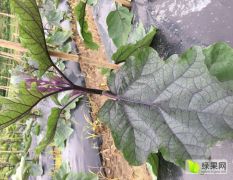 平塘无公害种植面积的露天紫色长茄