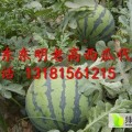 2019年山东东明黄河滩西瓜品质远销全国火热中