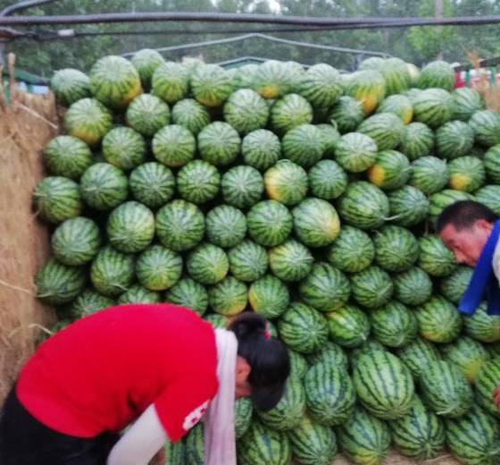 2018年河南扶沟花皮无籽价格