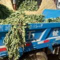 河南粱园精品新密西瓜持续开园，持续高温