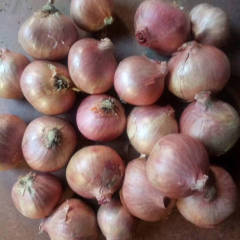 农安大量供应吉林省农安县红毛葱，青蒜