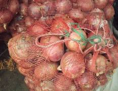 鄄城自家种植红皮洋葱，鲜货，5万斤左右