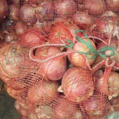 鄄城自家种植红皮洋葱，鲜货，5万斤左右
