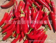 内蒙古开鲁金塔，千斤红鲜辣椒即将上市
