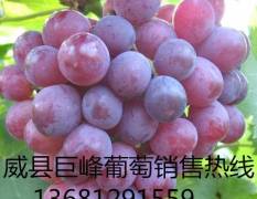 威县巨峰葡萄代收