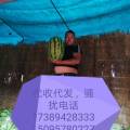 靖远县高乡的硒沙瓜是石头缝长出来的大西瓜