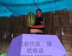 靖远县高乡的硒沙瓜是石头缝长出来的大西瓜