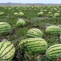 山西忻府西农8号绿霸等西瓜著名品种上市啦！