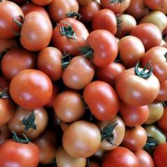 内蒙古喀喇沁旗大红硬果西红柿，硬粉柿子基地