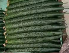 永年各种蔬菜 黄瓜上市中发往全国各地