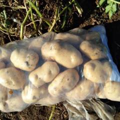 2018玉田荷兰七号土豆大量上市，薯形好