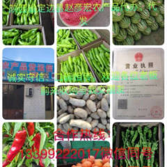 陕西定边金城5号西瓜种植面积较大，交通变利