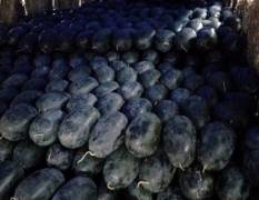 宜城西瓜上市品种有黑美人花瓜大量有货
