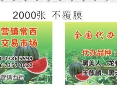 河南太康8424西瓜 本市场全程为您服务严格把控质
