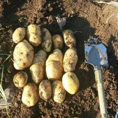 唐山玉田荷兰土豆，806-803-荷兰15