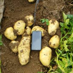 河北唐山玉田土豆主产区，大量供应地膜土豆