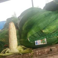 玉田 甜玉米，628-今科诺2000，花玉米