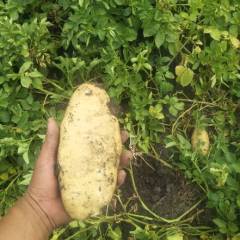 河北玉田荷兰土豆颜色光滑黑土货