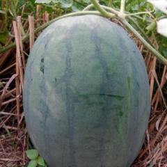 尉氏龙卷风头茬瓜大量上市，老王诚信代办！