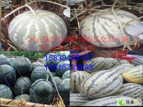 黑皮无籽价格