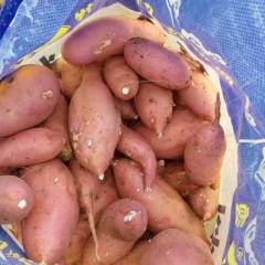 宜城红薯 红薯已经开始大量上市