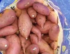 宜城红薯 红薯已经开始大量上市
