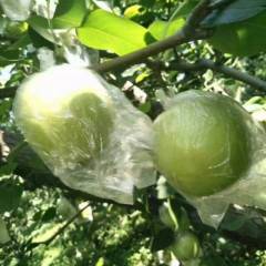 齐桥镇素有“鸭梨之乡的美称”