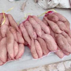 河北南宫本产品为龙署九号，货真价实