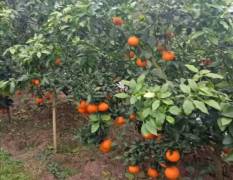 彭山黄丰镇全镇都种植柑桔，品种有爱媛38