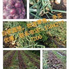 盘山新洋葱7月中旬上市80厘米以上