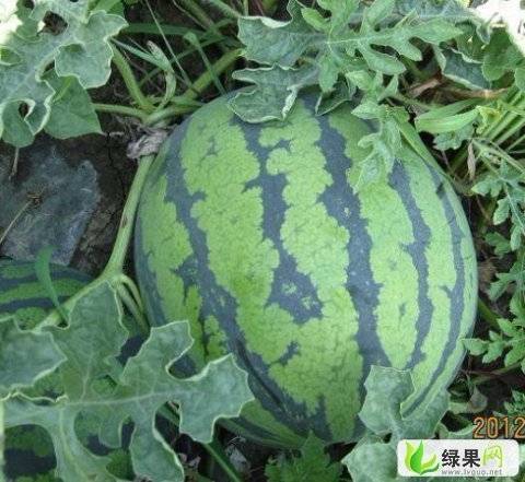 2018年吉林公主岭地雷瓜价格