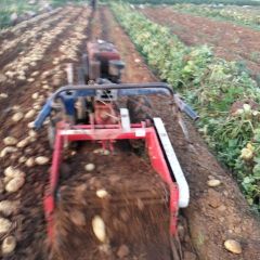 2018肥城土豆 本处供应优质无公害土豆