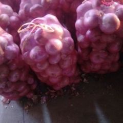 河南冷库洋葱个头大（拥有现货两千吨）