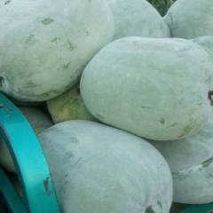 曲周白皮冬瓜量大，体型好20-30斤