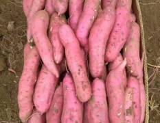河南垚鑫农场主要种植红薯，酥梨，大葱