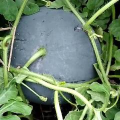 太康高贤本地上万亩黑皮无籽热销中