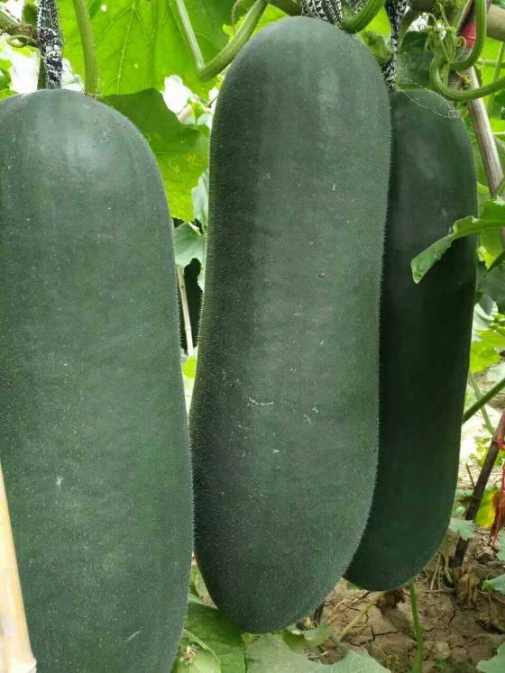 供应郸城长条冬瓜黑先峰85冬瓜子弹头冬瓜