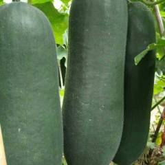 郸城长条冬瓜，黑先峰85冬瓜，子弹头冬瓜