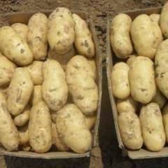 围场为专业性较强的土豆生产基地