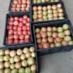 湖北南漳高山天然无公害大面积种植硬粉西红柿