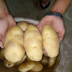 凌河长期供应大量土豆，荷兰十五